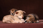 sleeping Saarloos Wolfdog puppies