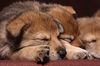 sleeping Saarloos Wolfdog puppies