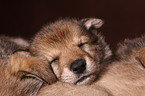 sleeping Saarloos Wolfdog puppy