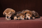 sleeping Saarloos Wolfdog puppies