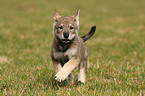 Saarloos Wolfdog Puppy