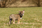 Saarloos Wolfdog Puppy