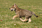 Saarloos Wolfdog Puppy