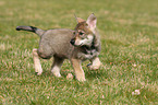 Saarloos Wolfdog Puppy