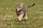 Saarloos Wolfdog Puppy