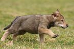 Saarloos Wolfdog Puppy