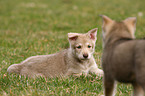 Saarloos Wolfdog Puppy