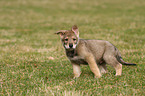 Saarloos Wolfdog Puppy