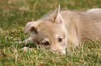 Saarloos Wolfdog Puppy