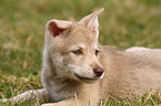 Saarloos Wolfdog Puppy