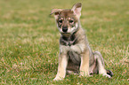 Saarloos Wolfdog Puppy