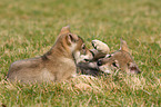 Saarloos Wolfdog Puppy