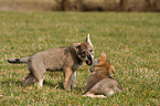 Saarloos Wolfdog Puppy