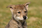 Saarloos Wolfdog Puppy