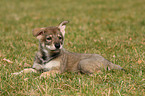 Saarloos Wolfdog Puppy