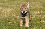 Saarloos Wolfdog Puppy