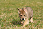 Saarloos Wolfdog Puppy