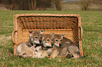 Saarloos Wolfdog Puppy