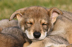 Saarloos Wolfdog Puppy