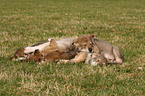 Saarloos Wolfdog Puppy