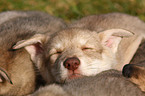 Saarloos Wolfdog Puppy