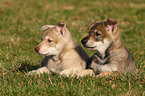 Saarloos Wolfdog Puppy