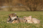 Saarloos Wolfdog Puppy