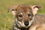 Saarloos Wolfdog Puppy