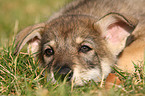 Saarloos Wolfdog Puppy