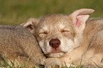 Saarloos Wolfdog Puppy