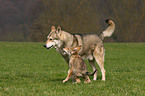 Saarloos Wolfdog Puppy