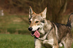 Saarloos Wolfdog