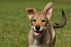 Saarloos Wolfdog Puppy