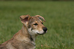 Saarloos Wolfdog Puppy