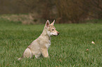 Saarloos Wolfdog Puppy