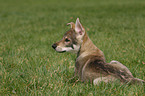 Saarloos Wolfdog Puppy