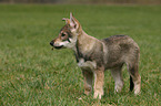 Saarloos Wolfdog Puppy