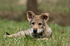 Saarloos Wolfdog Puppy