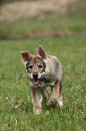 Saarloos Wolfdog Puppy