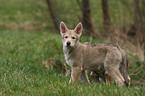 Saarloos Wolfdog Puppy