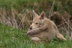 Saarloos Wolfdog Puppy