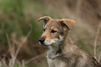 Saarloos Wolfdog Puppy