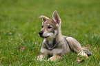 Saarloos Wolfdog Puppy