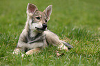 Saarloos Wolfdog Puppy