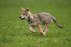 Saarloos Wolfdog Puppy