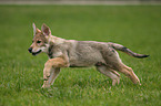 Saarloos Wolfdog Puppy