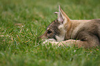 Saarloos Wolfdog Puppy