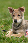 Saarloos Wolfdog Puppy