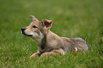 Saarloos Wolfdog Puppy