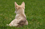 Saarloos Wolfdog Puppy